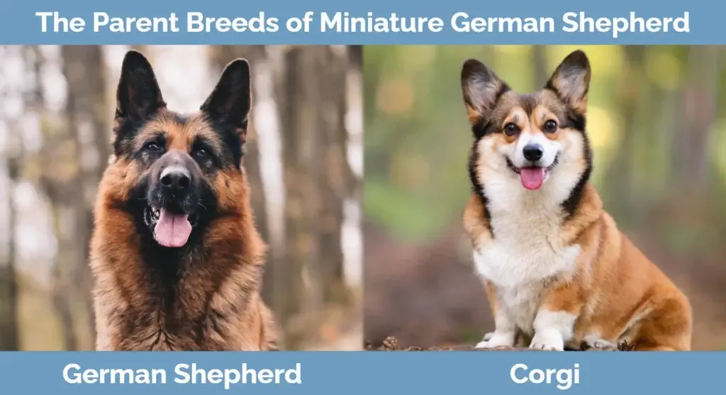 พ่อแม่พันธุ์ของ Miniature German Shepherd