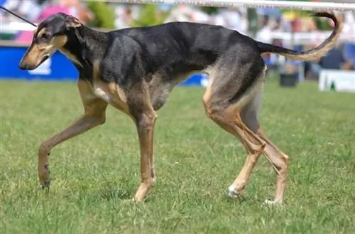 Greyhound polonès