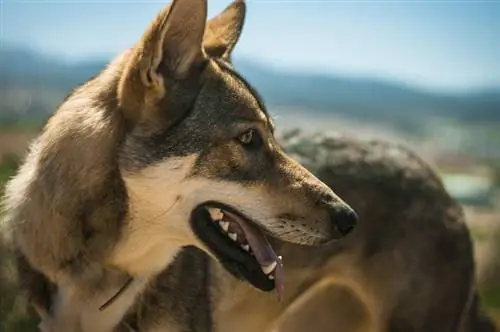 Northern Inuit