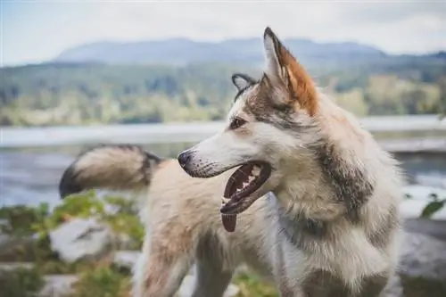 Un chien inuit du Nord