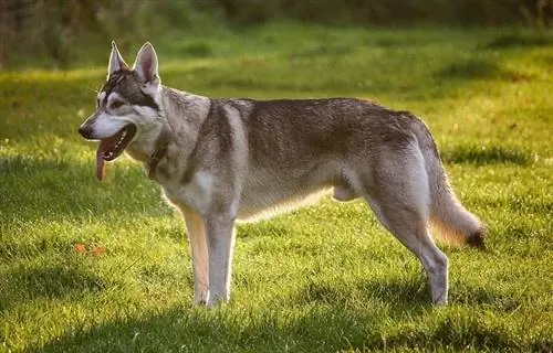 Northern Inuit Dog: Məlumat, Şəkillər, Xüsusiyyətlər & Faktlar