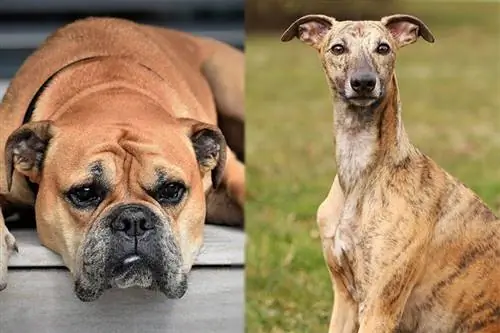 Mbwa wa Kiboko (Mchanganyiko wa Bulldog Whippet): Maelezo, Picha, Sifa & Ukweli