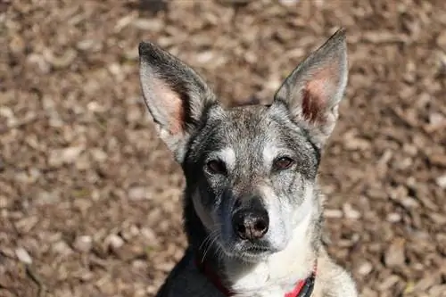 German shepherd wolf mix puppy