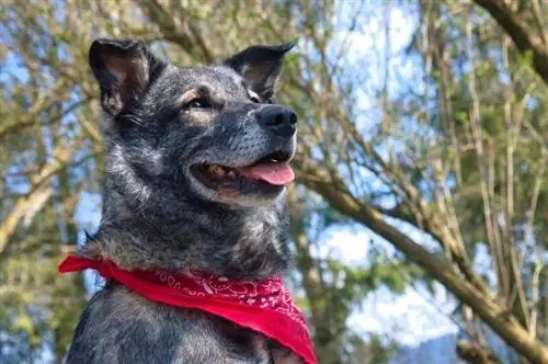 halo ng German shepherd wolf