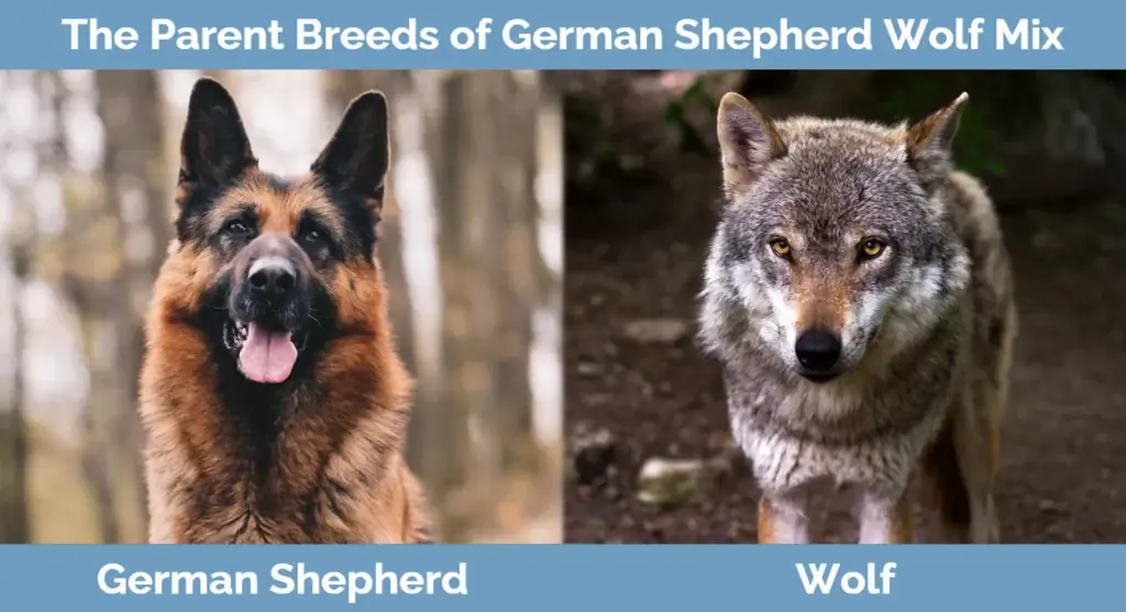 Οι μητρικές ράτσες του German Shepherd Wolf Mix