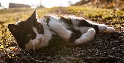 gato preto e branco deitado no chão tomando banho de sol