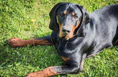 çimenlerin üzerinde yatan bir Polonyalı Av köpeği