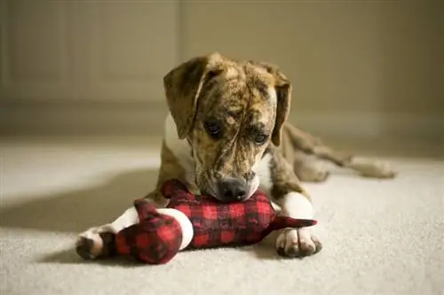 Mountain Feist a Beagle mix puppy_Catherine Murray_shutterstock