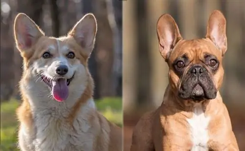 Bulldog Corgi Mix: Info, bilder, kjennetegn & Fakta