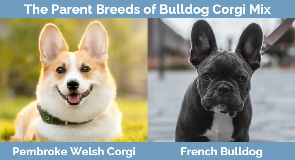 De ouderrassen van Bulldog Corgi Mix