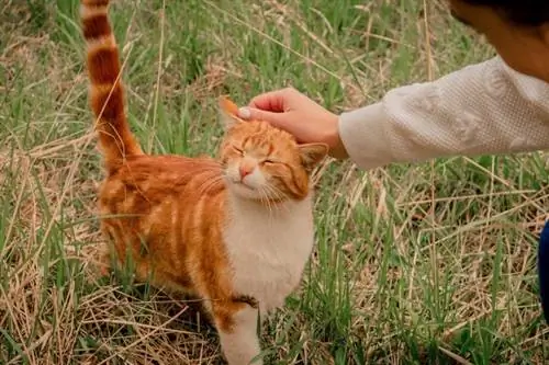 Acariciar a un gato pelirrojo afuera