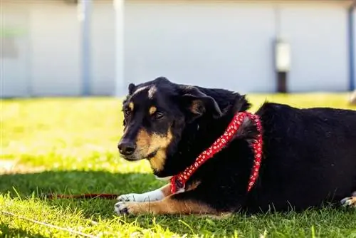 Corgi Rottweileri segu: teave, pildid, omadused & faktid