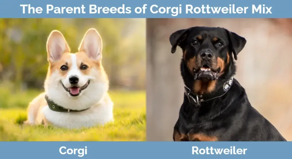 Les races parentales de Corgi Rottweiler Mix