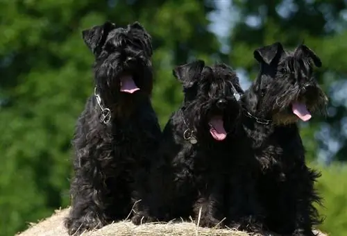 Terrier écossais