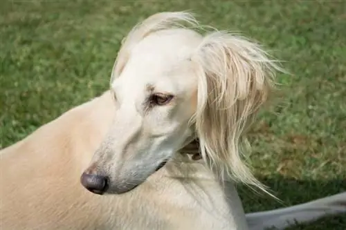 saluki