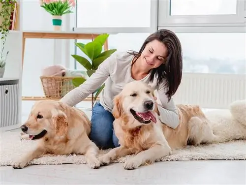 Golden retrieverhundar som ligger på golvet_