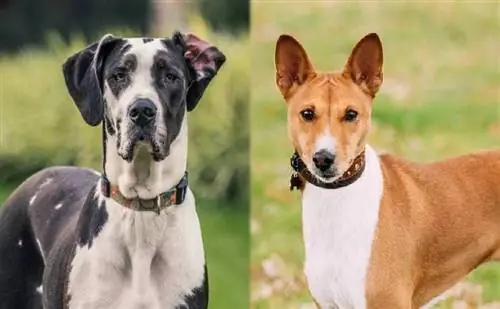 Dogue Alemão e Basenji