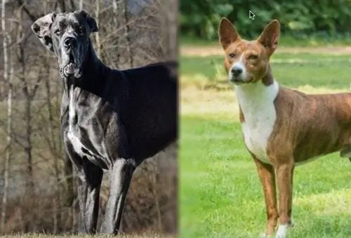 Mistura Dogue Alemão e Basenji (1)