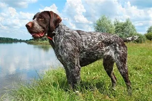 Braque allemand debout sur la rivière