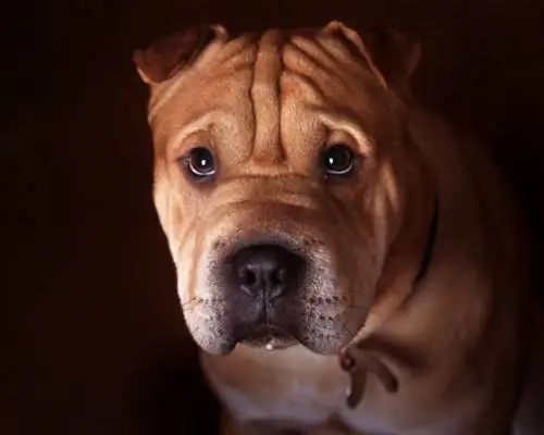 Bull-Pei (Engelse Bulldog & Shar-Pei Mix): inligting, prente, kenmerke & Feite