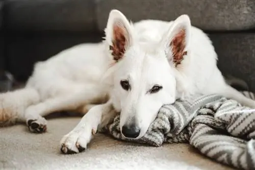 cão pastor suíço branco