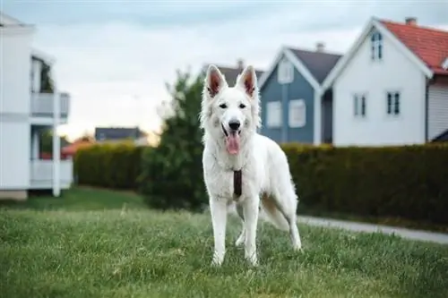 White Swiss Shepherd: ข้อมูล รูปภาพ ลักษณะ & ข้อเท็จจริง