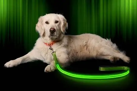 Coleira LED Illuminiseen para cachorro