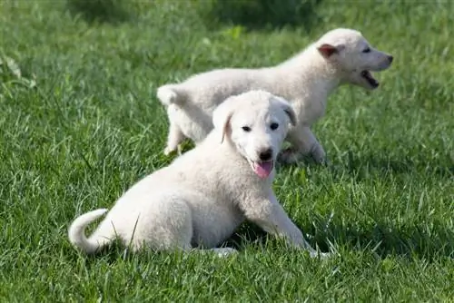 cachorros akbash brincando