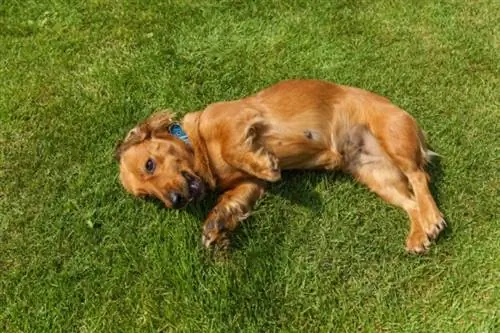 Mini Engelsk Cocker (Tax & Cocker Spaniel Mix): Info, bilder, egenskaper & Fakta