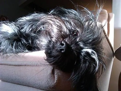 Affenshire (Yorkshire Terrier & Affenpinscher Mix): Informacion, Foto, Karakteristikat & Fakte