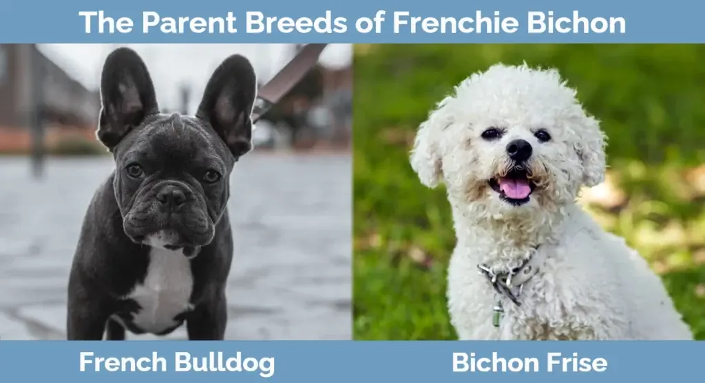 Rodičovské plemená Frenchie Bichon