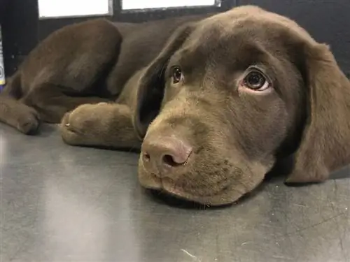 franse labrador pup