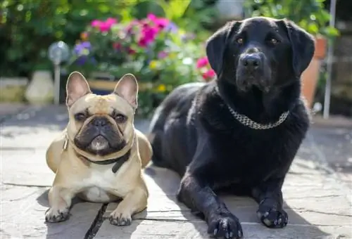 Frenchie Labrador (French Bulldog & Labrador Retriever Mix): Məlumat, Şəkillər, Xüsusiyyətlər & Faktlar