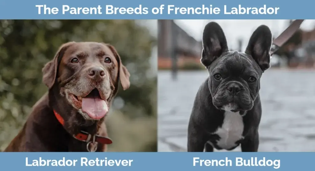 Las razas progenitoras del Frenchie Labrador