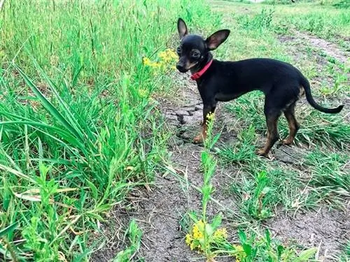 Pinscher i miut të zi