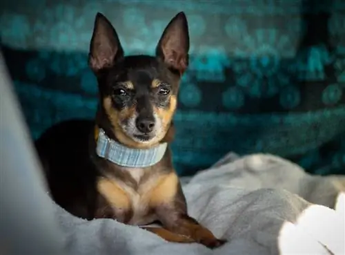 Rat Pinscher (Rat Terrier & Miniature Pinscher Mix): Πληροφορίες, Εικόνες, Χαρακτηριστικά & Γεγονότα