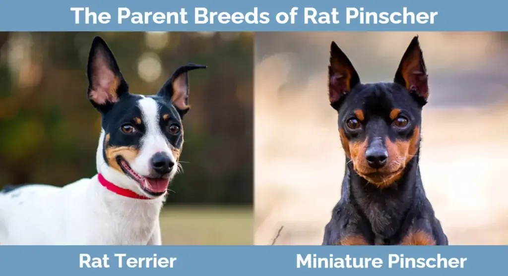 Racat mëmë të Rat Pinscher