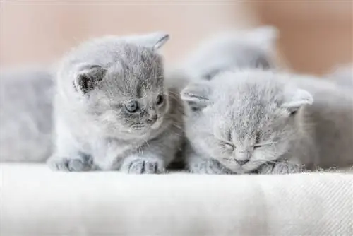 Boz british shorthair pişiklər