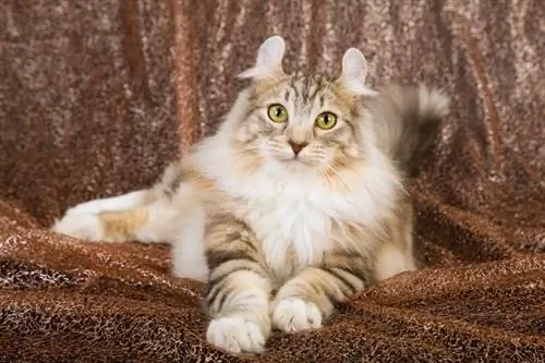 American curl mačka