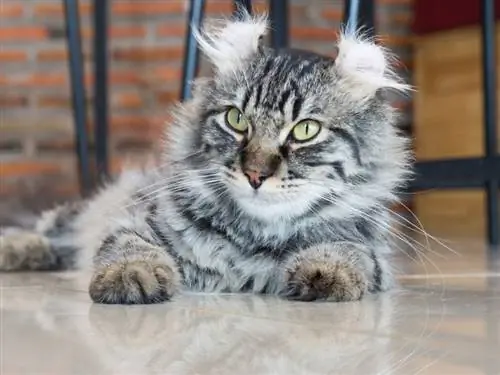 american curl cat na nakahiga sa sahig