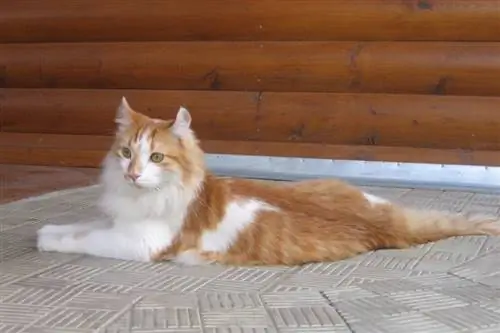 American Curl Cat: informacija, nuotraukos, charakteristikos & Faktai