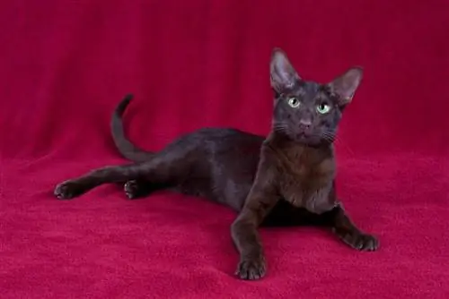 Havana Brown Cat: Raceinformation, billeder, temperament & Egenskaber