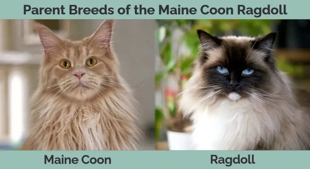 Mga magulang na lahi ng Maine Coon Ragdoll