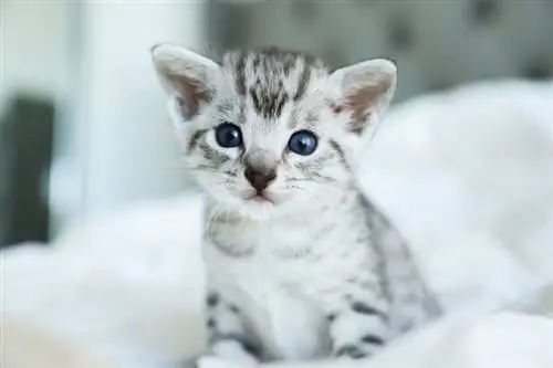 Egyptian Mau Kitten