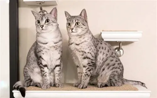 Ob tug miv ntxim hlub Egyptian Mau