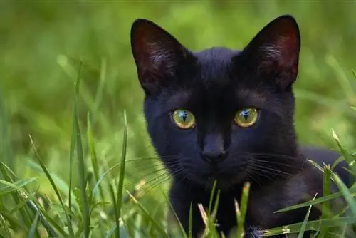 chat noir de Bombay