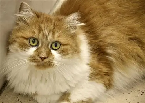 gatto a pelo lungo domestico arancione e bianco