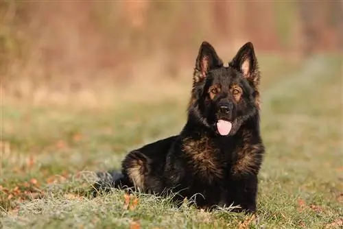 DDR German Shepherd: Facts, Info & تصاویر