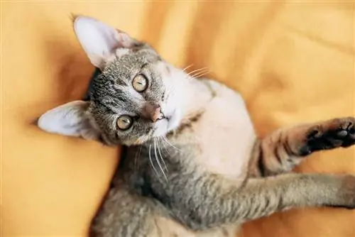 Chausie kat in die bed