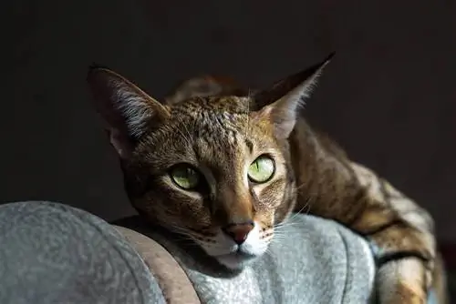 القط النعاس Chausie